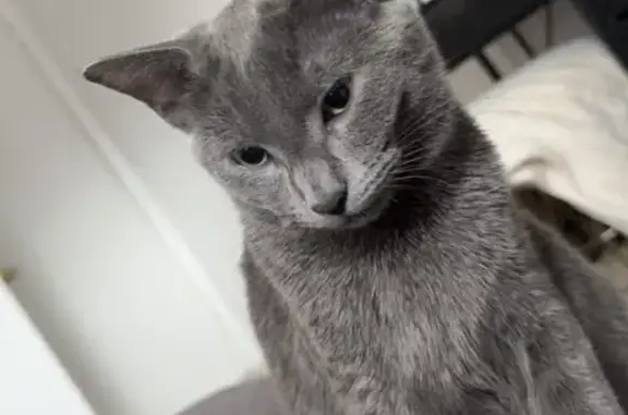 Lost Кошка, Female, Periwinkle Drive, 156, Dover - small and friendly - photo