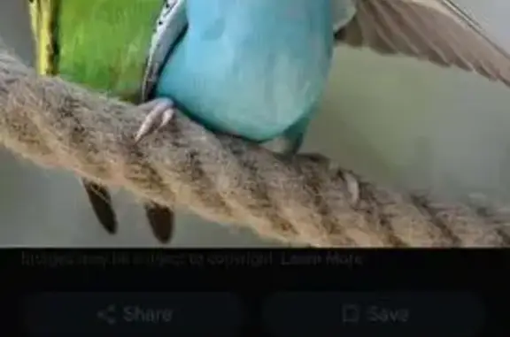 Lost pets , photo: Lost Blue Budgie in Liverpool - Help!