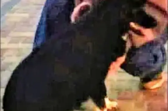 Зникла собака в Києві: чорна Луна з білими лапками