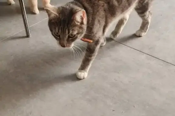 Animaux perdus Fréjus, photo: Perdu Chat mâle, Rue Jean Jaurès, 102, Fréjus - couleur gris pattes blanches