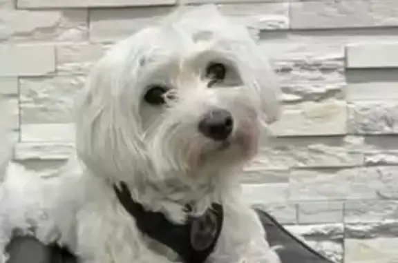 Perdu chien mâle, rue de la Haie Coq, Aubervilliers, Paris - Bichon Maltais blanc - photo