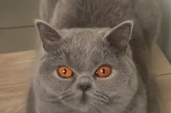 Animaux perdus Lyon, photo: Perdu Chatte Femme, Clermont-Ferrand, Lyon - gris bleuté, pucé