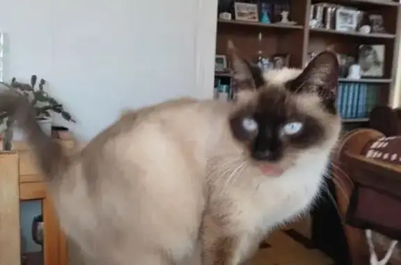 Animaux trouvés Hagetmau, photo: Trouvé chat femelle, Route de Bellevue, 294, Hagetmau - Siamois type thaï