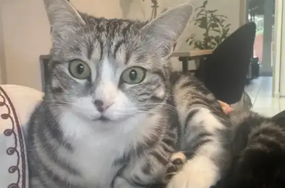 Perdu chatte, Rue Tour Gayraud, 56, Montpellier - tigrée et très craintive - photo