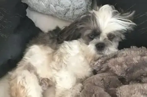 Animaux perdus Aurec-sur-Loire, photo: Perdu chien mâle, Impasse de L’orée du Bois, 22, Aurec-sur-Loire - lhassa apso tricolore