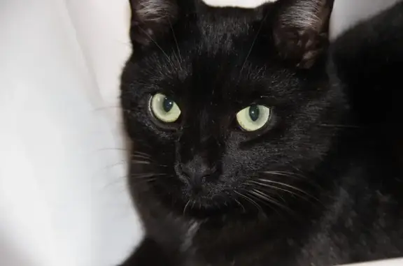 Perdu chat homme, Rue d'Ernemont, 10F, Rouen - 18 mois, complètement noir - photo
