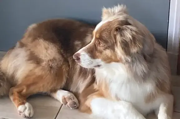 Animaux perdus Péaule, photo: Perdu Chienne Femme, Arzal, Bretagne - Taïga marron dodue, Vaina bleue merle