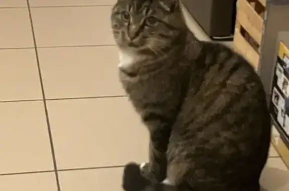 Chat perdu, Paris, photo: Chat disparu Garçon, Paris (fl586717)