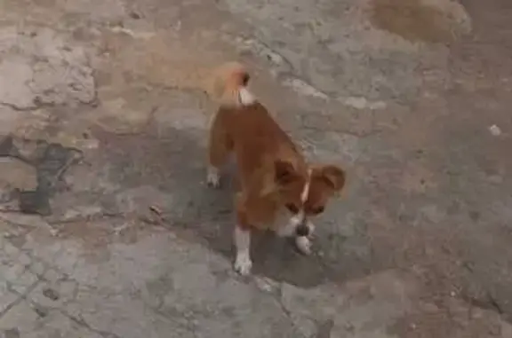 ¡Perro perdido! Mini zorrito con orejita caída