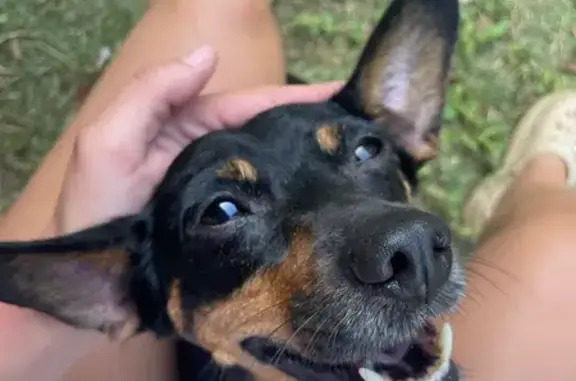 Trouvée chienne femme, L'Étang-Salé, Saint-Pierre - hyper sociable et câline - photo