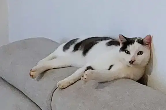 Animaux perdus Paris, photo: Perdu chat homme, Cloyes-les-Trois-Rivières, Centre-Val de Loire - chat blanc tacheté gris