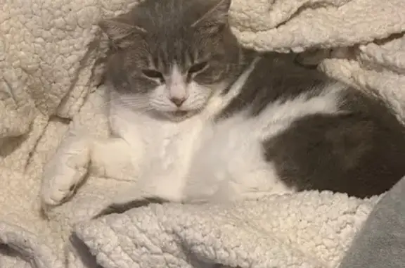 Chat perdu, Viggianello, Propriano - femelle grise et blanche - photo