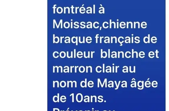 Perdu chien femelle, Chemin du Vignoble, 1084, Moissac - Braque français marron à panachure blanche - photo