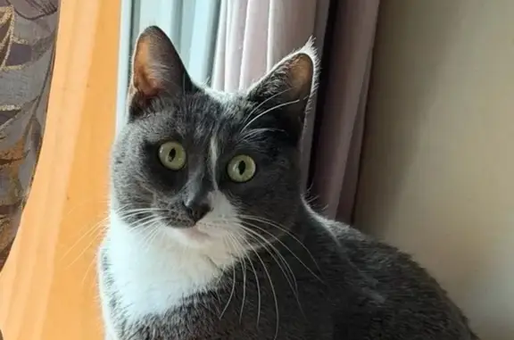 Chat perdu, Sarre-Union, photo: Perdu chat femelle, Rue des Prés, 3, Rimsdorf - grise et blanche avec une rayure