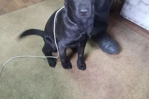 Знайдена собака на вул. Чорних...