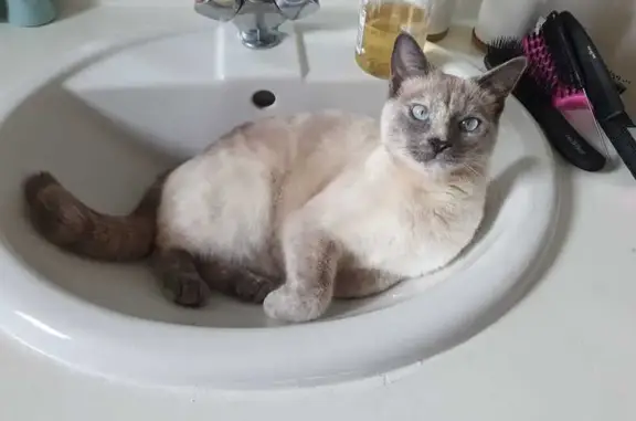 Animaux perdus Montauban, photo: Perdu chat femelle, Rue Maurice Ravel, 11, Montauban - yeux bleus typé siamoise