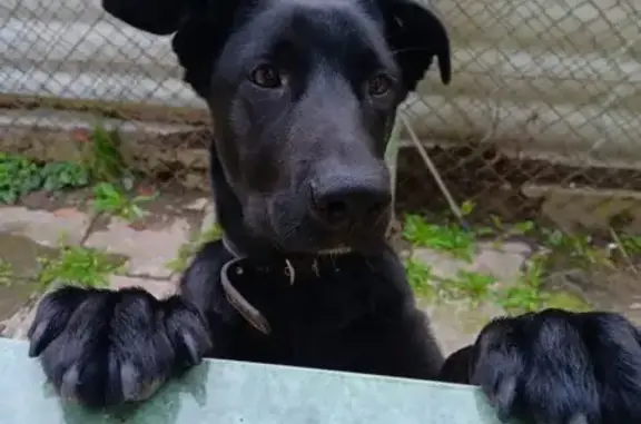 Зникла чорна собака на Дивізійній, Львів