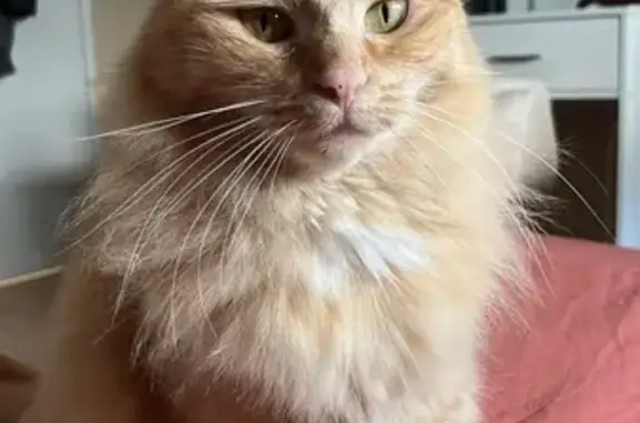 Animaux perdus Limoges, photo: Chat disparu Fille, Limoges (fl586730)