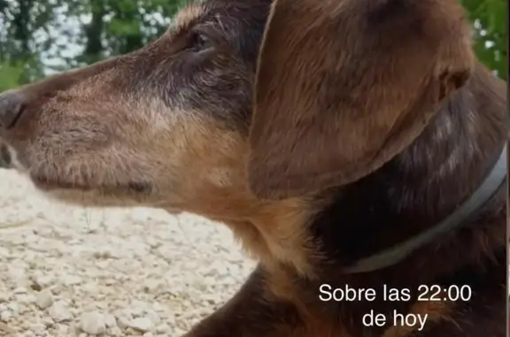 Perrita Mayor Perdida en Almansa, ¡Ayuda!