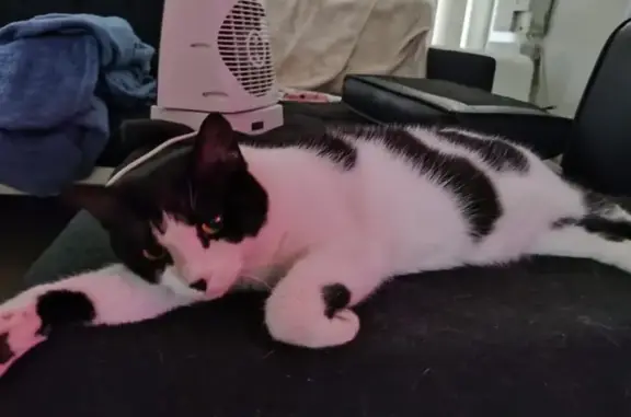 Lost Cat Mingming: Missing in Campbelltown