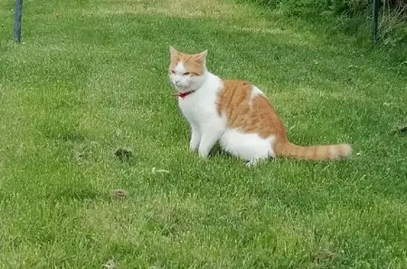 Chat trouvé Brest, photo: Trouvé chat, Avenue Georges Clemenceau, Brest - avec collier rouge
