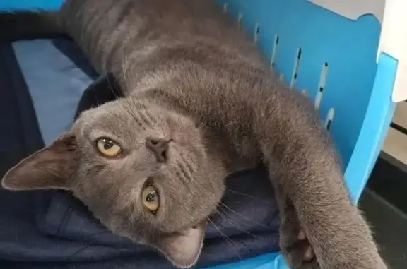 Lost Blue Russian Cat: Cher in Brisbane