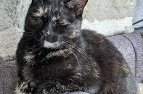 Perdu chat femelle, Chemin de la Forge, 1, Lantenne-Vertière - écaille de tortue de 2 ans - photo