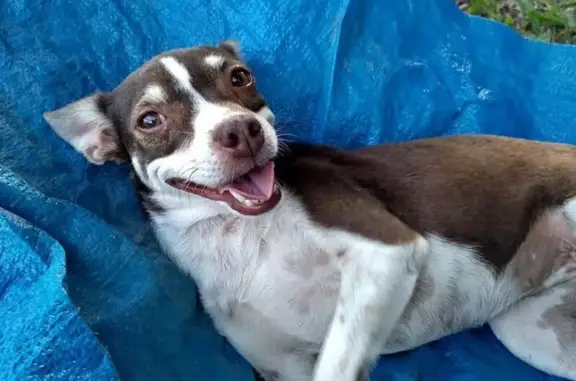 Cachorro perdido Fêmea (brl002481) - photo