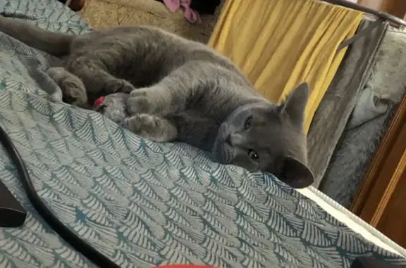 Зникла сіра кішка з чорним нашийником - photo