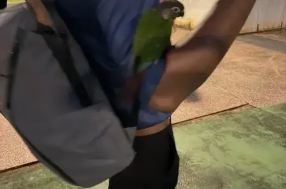 Found pets Singapore, photo: Lost Bird Found at Senja Road, SG