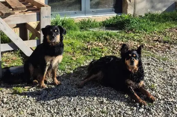 Animaux trouvés Valady, photo: Trouvé chien, Route des Bastides, 443, Valady - très sociables