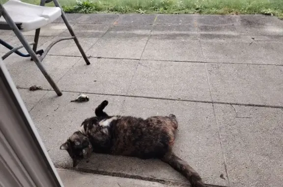 Chat perdu, Plancoët, photo: Perdu chat femelle, Rue de la Côtière, Plancoët - couleur écaille de tortue