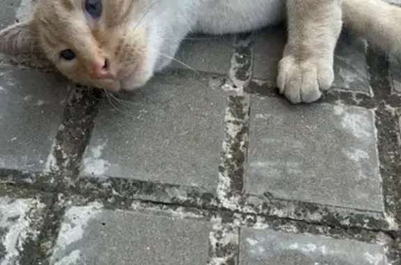 Gato encontrado , foto: Gato Blanco de Ojos Azules Busca Hogar