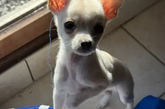 Perdu Chien mâle, Chemin d'Aulnois, 56, Laon - petit chihuahua blanc - photo