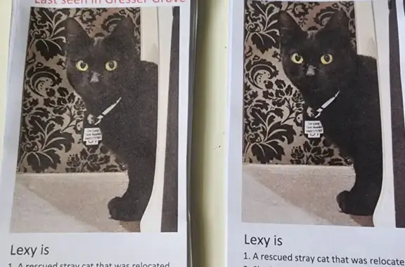 Help Find Lexy: Small Black Cat Lost