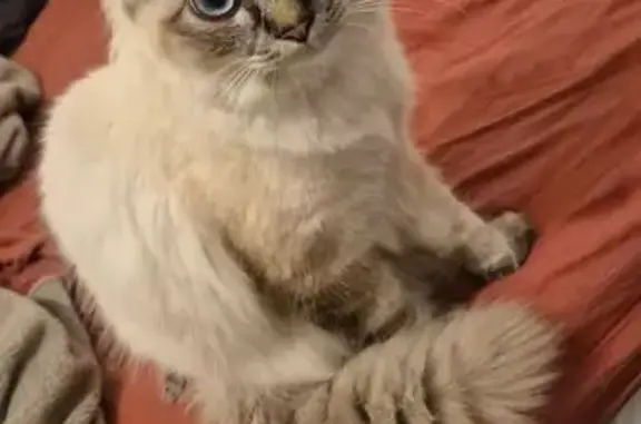 Chat disparu Garçon (fl586747) - photo