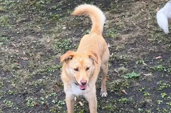 Знайдена собака в парку Володи...