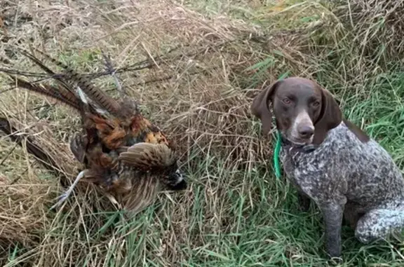 Lost Dog, Briarwood Drive, 4715, Cedar Falls - liver and white German short hair - photo