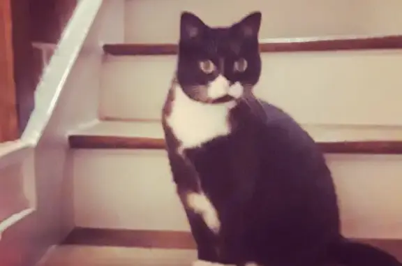 Animaux perdus Saint-Brieuc, photo: Perdu chatte, Boulevard Pasteur, 14, Saint-Brieuc - noire et blanche, 18 ans