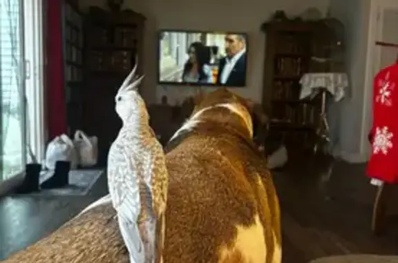 Lost Bird, Female, Southwest W...