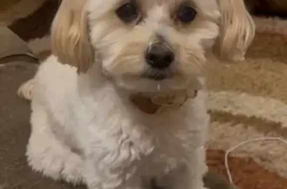 Lost Dog, Male, New Sight Drive Northeast, Brookhaven - photo