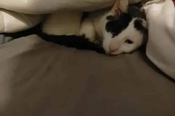 Lost: Friendly Black & White Cat, Armadale