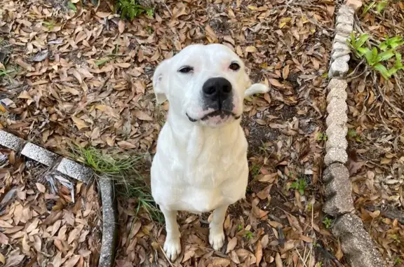 Found dog Jacksonville, photo: Found Female Dog, Iris Boulevard, 5832, Jacksonville - White Pitty-Hound mix