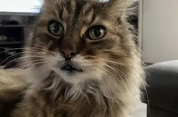 Animaux perdus Orléans, photo: Perdu chat mâle, Rue Charles Louis de Vassal, 2, Orléans - 14 ans, assez maigre