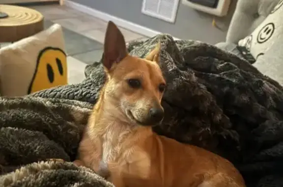 Lost Dog, Male, Robinson Gap Road, Nashville - Tan Chihuahua - photo