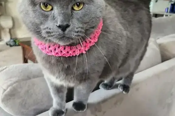 Missing cat North Mankato, photo: Lost Male Cat, Celtic Court, 2151, North Mankato - Grey, almost 20lbs