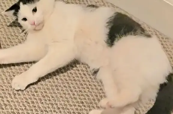 Lost Cat: Black & White, Cape Town