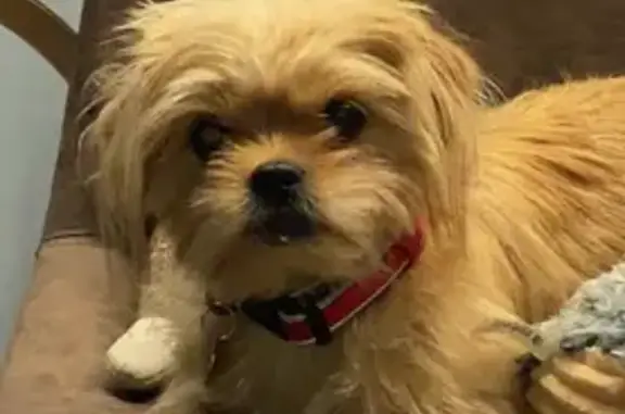 Missing dog Female, Pleasant Valley (usl532919) - photo