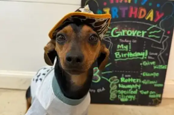 Lost Dog, Male, Perryville Road, Danville - 12 lb Dorkie - photo