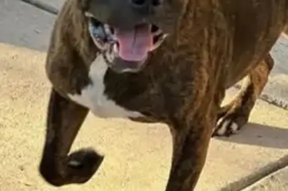 Lost Dog, Male, Dusty Boots Road, San Antonio - Brindle with Medical Needs - photo